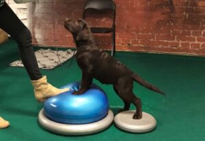 Labrador Retriever Copernicusstars.pl FCI ZKwP