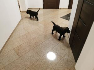 Labrador Retriever Copernicus Stars FCI
