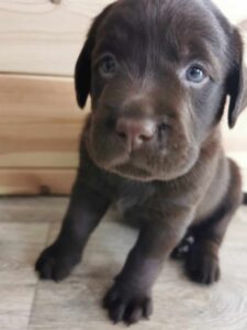 Labrador szczeniak FCI
