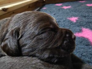 Labrador Retriever FCI ZKwP