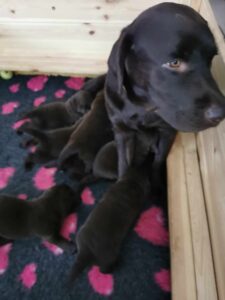 Labrador Retriever FCI ZKwP