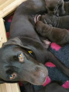 Labrador Retriever FCI ZKwP