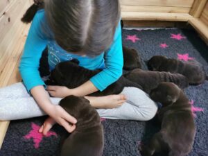 Labrador Retriever FCI ZKwP