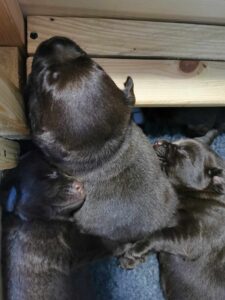 Labrador Retriever FCI ZKwP