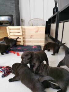 Labrador Retriever FCI ZKwP