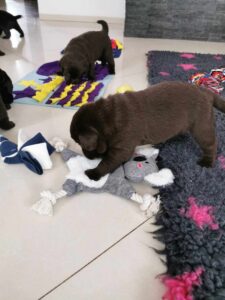 Labrador Retriever FCI ZKwP
