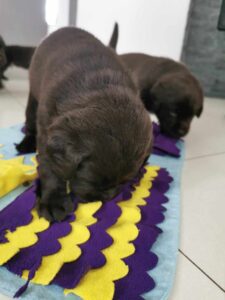 Labrador Retriever FCI ZKwP