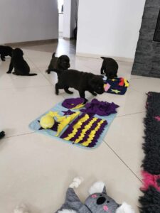 Labrador Retriever FCI ZKwP