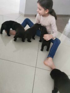 Labrador Retriever FCI ZKwP