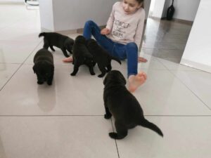 Labrador Retriever FCI ZKwP