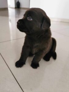 Labrador Retriever FCI ZKwP