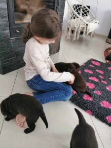 Labrador Retriever FCI ZKwP