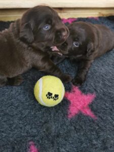 Labrador Retriever FCI ZKwP