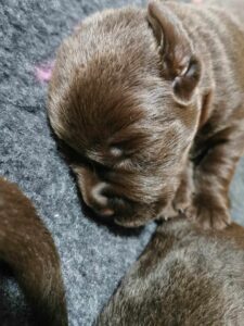 Labrador Retriever FCI ZKwP