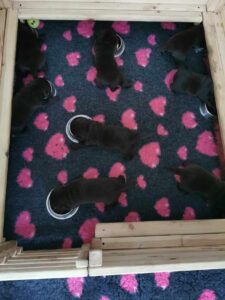 Labrador Retriever FCI ZKwP