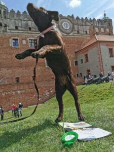 Labrador retriever czekolada