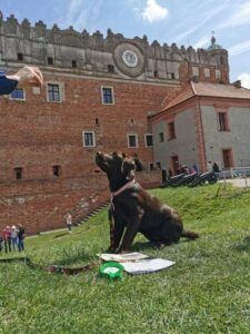 Labrador retriever czekolada