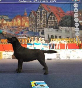 Labrador retriever czekolada