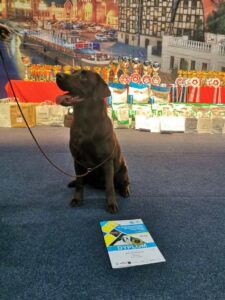 Labrador retriever czekolada