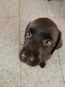 Labrador szczeniak