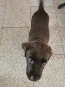 Labrador szczeniak