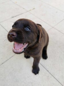 Labrador czekoladowy szczeniak