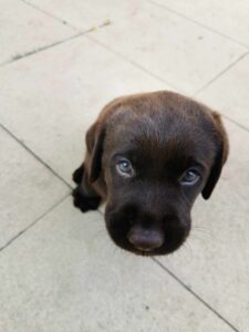 Labrador czekoladowy szczeniak