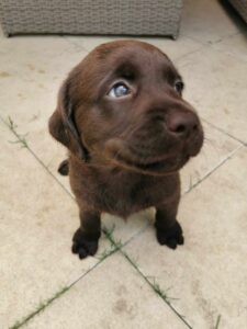 Labrador czekoladowy szczeniak