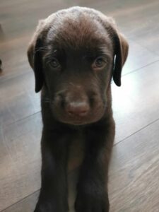 Labrador retriever czekoladowy szczeniak
