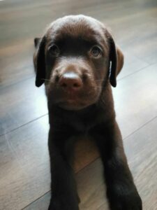 Labrador retriever czekoladowy szczeniak