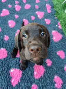Labrador retriever szczeniak
