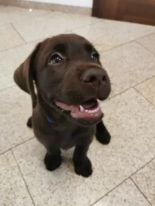Labrador retriever szczeniak