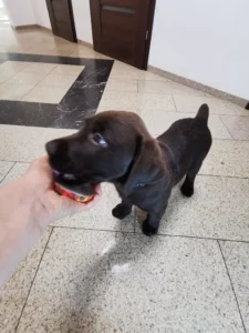 Labrador retriever szczeniak