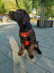 Labrador retriever czekoladowy szczeniak Copernicus Stars Toruń