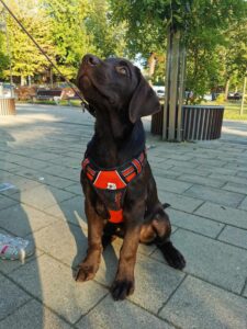 Labrador retriever czekoladowy szczeniak Copernicus Stars Toruń