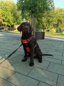 Labrador retriever czekoladowy szczeniak Copernicus Stars Toruń