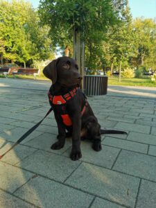 Labrador retriever czekoladowy szczeniak Copernicus Stars Toruń