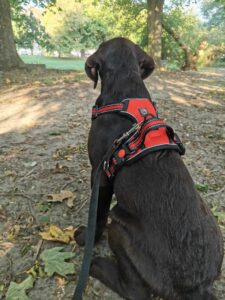 Labrador retriever czekoladowy szczeniak Copernicus Stars Toruń