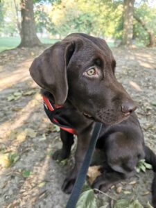 Labrador retriever czekoladowy szczeniak Copernicus Stars Toruń